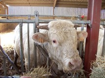 Salon de la race bovine charolaise les 20 et 21 novembre à la Roche-sur-Yon Salon de la race bovine charolaise les 20 et 21 novembre à la Roche-sur-Yon