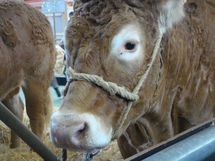 Le salon de l'agriculture ouvre ses portes du 27 février au 7mars Le salon de l'agriculture ouvre ses portes du 27 février au 7mars