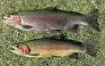 Ouverture de la Pêche à la truite samedi 13 mars à l’aube