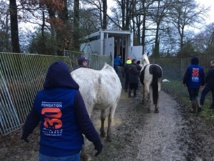 Sauvetage d’urgence d’une centaine de chevaux à Challans