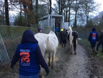 Sauvetage d’urgence d’une centaine de chevaux à Challans Sauvetage d’urgence d’une centaine de chevaux à Challans