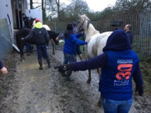 Sauvetage d’urgence d’une centaine de chevaux à Challans