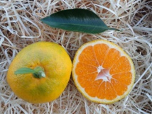 Végétal 85 ouvre ses portes les 20 & 21 octobre pour la visite de la pépinière aux 300 000 plantes avec des dégustations et des ateliers Végétal 85 ouvre ses portes les 20 & 21 octobre pour la visite de la pépinière aux 300 000 plantes avec des dégustations et des ateliers