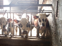 Les agriculteurs font la fête les 20 et 21 août à la Roche-sur-Yon Les agriculteurs font la fête les 20 et 21 août à la Roche-sur-Yon