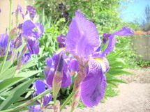 La Roche-sur-Yon: 11 ème édition de la fête des plantes samdi 21 avril de 10h00 à 18h00 La Roche-sur-Yon: 11 ème édition de la fête des plantes samdi 21 avril de 10h00 à 18h00