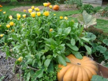 La santé par le jardin : alimentation, équilibre et plaisir ? La santé par le jardin : alimentation, équilibre et plaisir ?