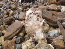 Un dauphin échoué vers la pointe du Payré