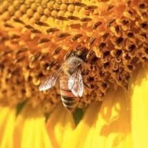 « Des abeilles et des hommes » Véronique Besse réagit