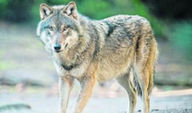 Faune sauvage: un loup identifié en Vendée du côté de Jard-sur-Mer 
