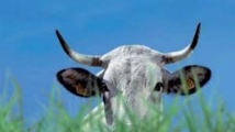Le 51e salon de l'agriculture ouvre ses portes demain