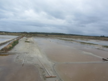 Le chiffre du jour : 5009 tonnes , production record pour les sauniers et saunières de la coopérative de sel de l'île de Noirmoutiers Le chiffre du jour : 5009 tonnes , production record pour les sauniers et saunières de la coopérative de sel de l'île de Noirmoutiers