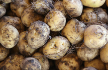 Noirmoutier: 80 ans de la Coopérative Agricole : entre tradition et excellence Noirmoutier: 80 ans de la Coopérative Agricole : entre tradition et excellence