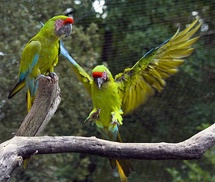 Un Ecozoo où cohabitent plus de 400 animaux dont les 2/3 sont menacés d’extinction