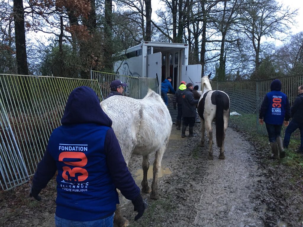 Sauvetage d’urgence d’une centaine de chevaux à Challans