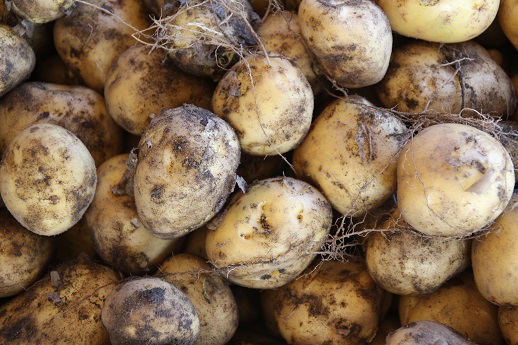  Noirmoutier : top départ pour la plantation des pommes de terre 