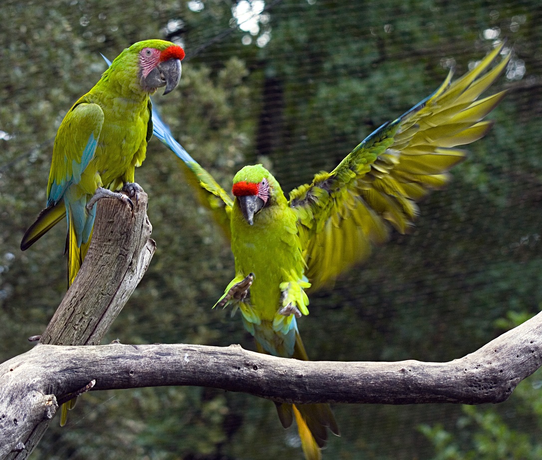 Un Ecozoo où cohabitent plus de 400 animaux dont les 2/3 sont menacés d’extinction