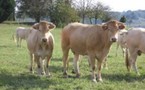 24e Fête de l'Agriculture vendéenne ce week-end à Chavagnes-en-Paillers