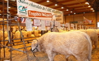 Salon charolais de l’Arc Atlantique :  fin ce samedi à La Roche-sur-Yon