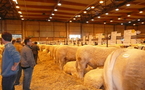 Salon du charolais de l’Arc Atlantique :  le palmarès de l’édition 2 008 de La Roche-sur-Yon