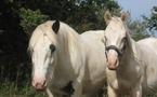 Le Haras de la Vendée, écrin des «Chevaux du Monde»