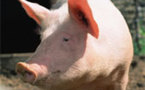Projet de porcherie industrielle à Poiroux, prochaine étape le 7 avril 