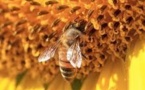 « Des abeilles et des hommes » Véronique Besse réagit