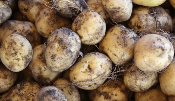  Noirmoutier : top départ pour la plantation des pommes de terre 