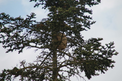 Un nid de frelons asiatiques s’installe à Saint-Hilaire de Talmont