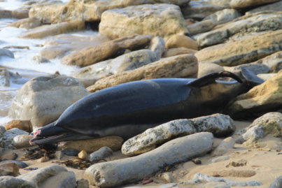 Un dauphin échoué sur la plage du Veillon