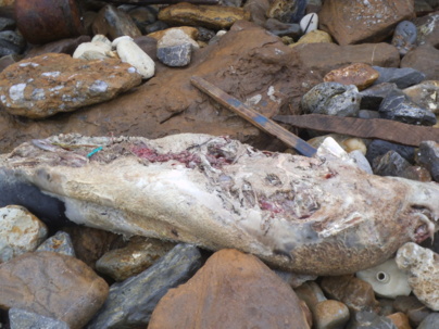 Un dauphin échoué  pointe du Payré Un dauphin échoué  pointe du Payré
