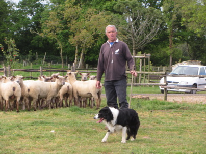 Le Border Collie en vedette ce dimanche Le Border Collie en vedette ce dimanche