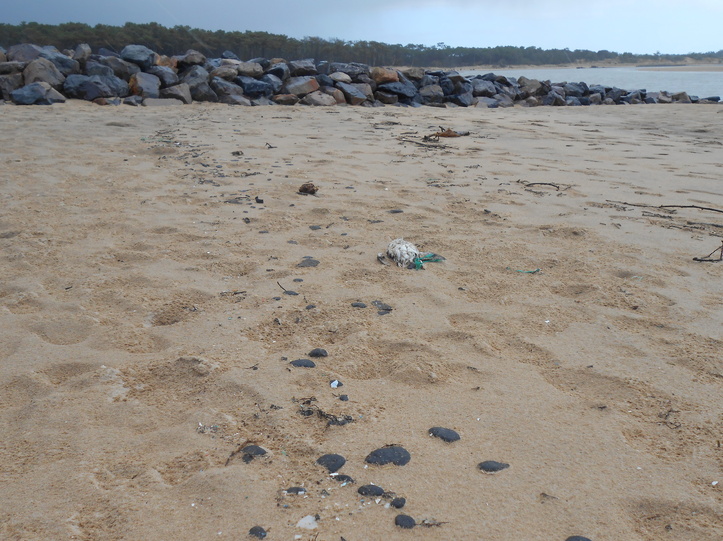 Des dizaines de boulettes d’hydrocarbure et d’oiseaux morts se trouvaient sur la plage du Veillon ce vendredi.