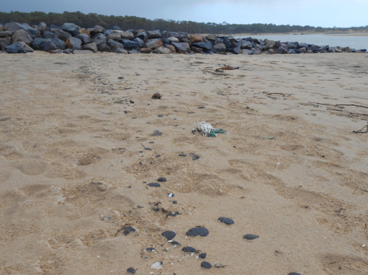 Des dizaines de boulettes d’hydrocarbure et d’oiseaux morts se trouvaient sur la plage du Veillon ce vendredi.