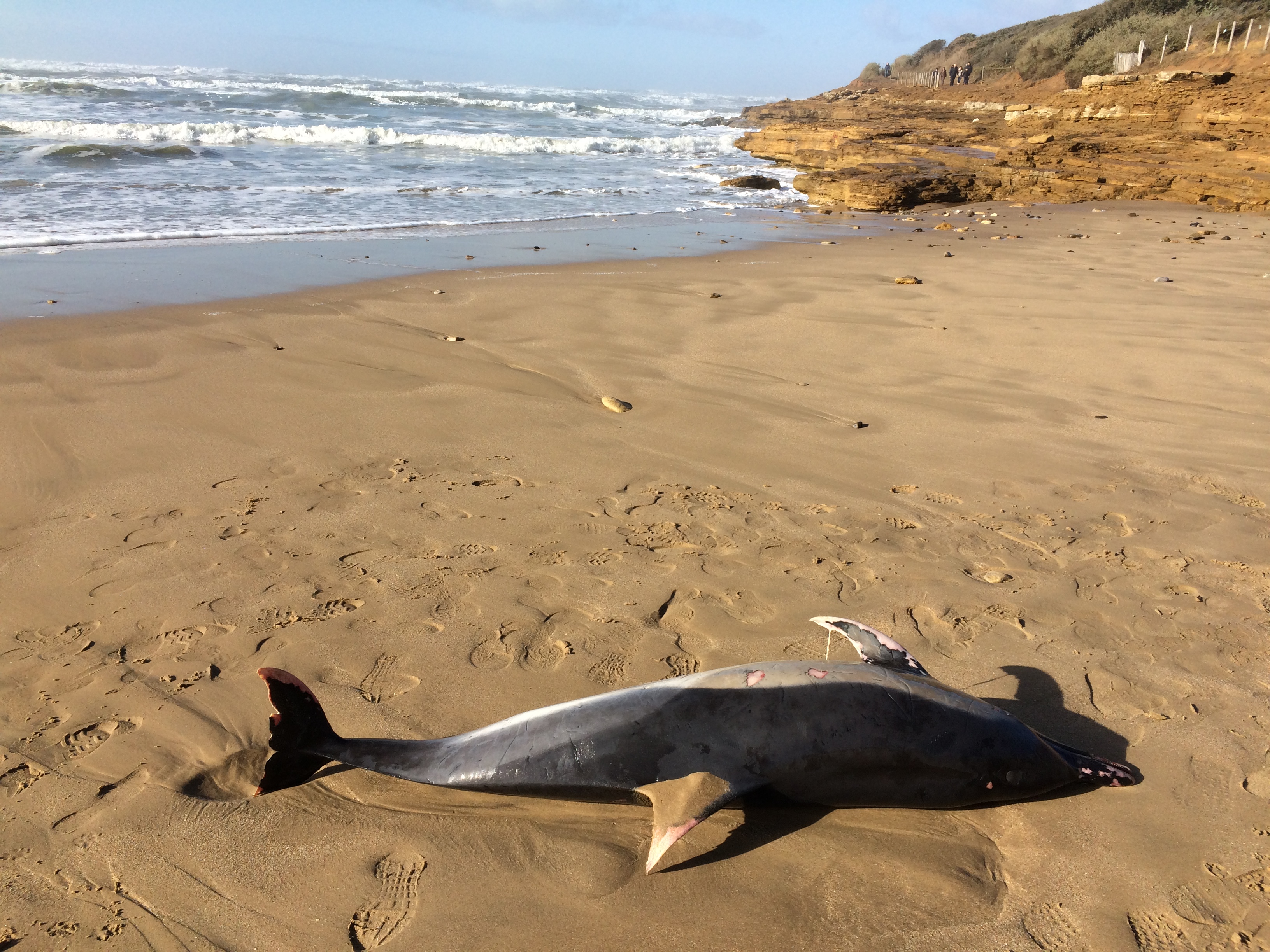 Un dauphin sur la plage du Veillon ce samedi 4 février  