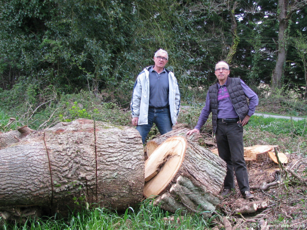 Des arbres centenaires abattus sur la commune