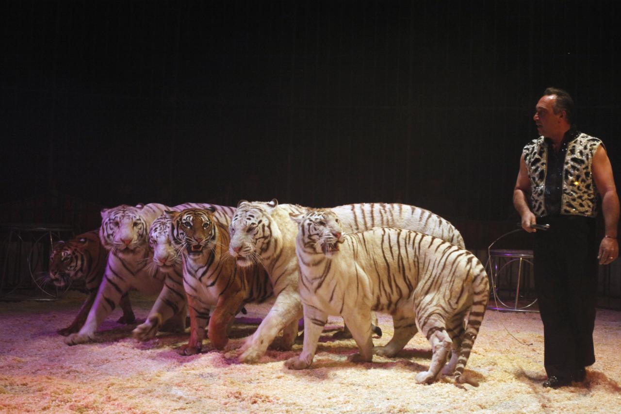 Le cirque Maximun ce jeudi 4 août Le cirque Maximun ce jeudi 4 août