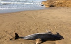 Un dauphin sur la plage du Veillon ce samedi 4 février  