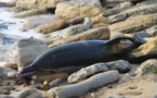 Un dauphin échoué sur la plage du Veillon