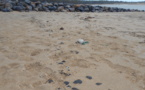 Nettoyage du littoral : appel à bénévoles !